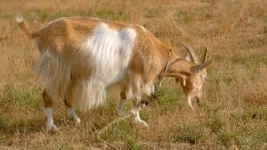 Домашние животные на английском для детей. Animals in English