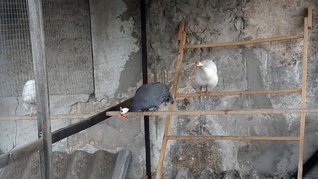 Как кричит Цесарка!