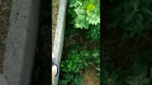 ШОК!!!!! УПАЛ С ВЫСОКОГО ДОМА И РАЗБИЛСЯ НАСМЕРТЬ
