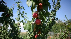 Абрикос Перла (6 июля 2018) - Агро Сад