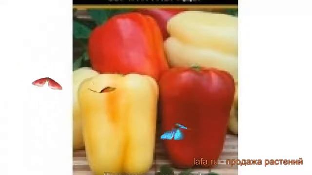 Перец сладкий Соломон-Агро (solomon agro) ? обзор: как сажать, семена перца Соломон-Агро