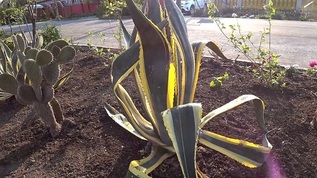 Агава - очень живучий суккулент / Сад Ворошиловой смотреть онлайн