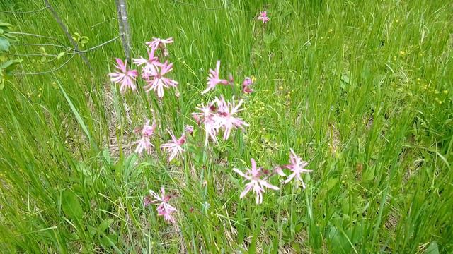 Кукушкин цвет обыкновенный. Июнь 2023 смотреть онлайн
