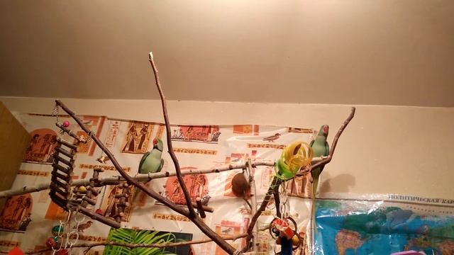 ГОВОРЯЩИЙ ПОПУГАЙ МЯУКАЕТ. АЛЕКСАНДРИЙСКИЙ ПОПУГАЙ