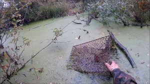 Отлов ондатры мордами (Будни охотника и рыбака)