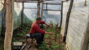 Дачные заботы. Как ухаживать за томатами в теплице.