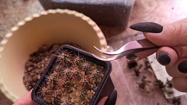 Пикировка сеянцев кактусов: грунт и процесс пикировки