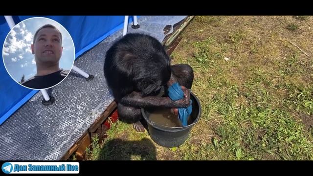 Чуть не сломали бассейн! | Парк мечты для шимпанзе Бони | Самые тяжёлые расстройства - ментальны смотреть онлайн