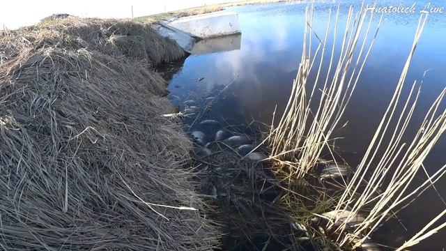 Ежегодный ЗАМОР РЫБЫ в небольших сибирских озёрах. смотреть онлайн