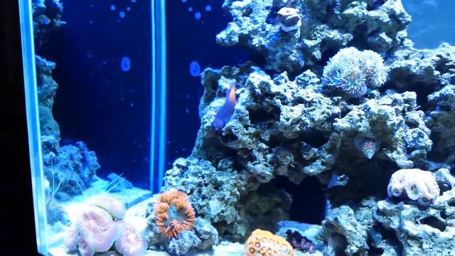 Reef Tank 2-12-15 смотреть онлайн