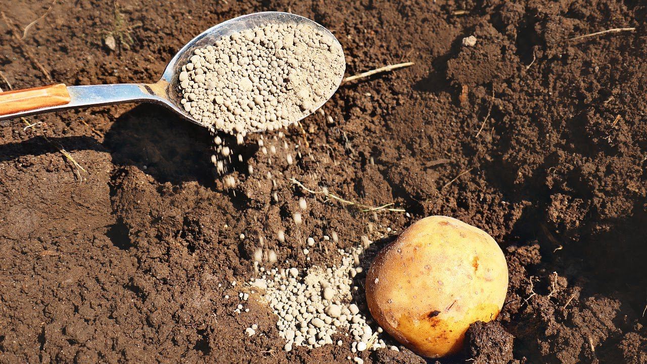 Чем удобрить землю перед посадкой картофеля. Лунки для картошки. Удобрения в лунки для картофеля. Посадка картофеля в лунки. Удобрение в лунку при пр.