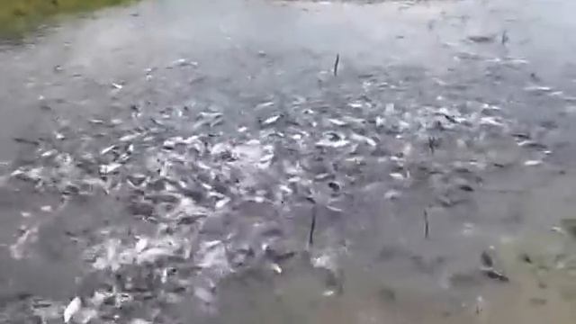 Нерест воблы