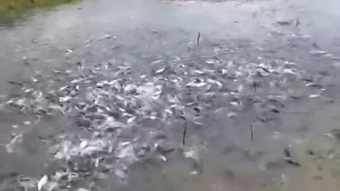 Нерест воблы