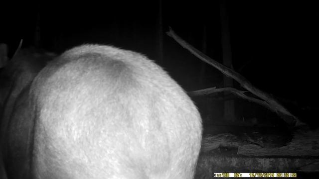 ЛОСИ ЕДЯТ ОСИНУ НА СОЛОНЦЕ смотреть онлайн