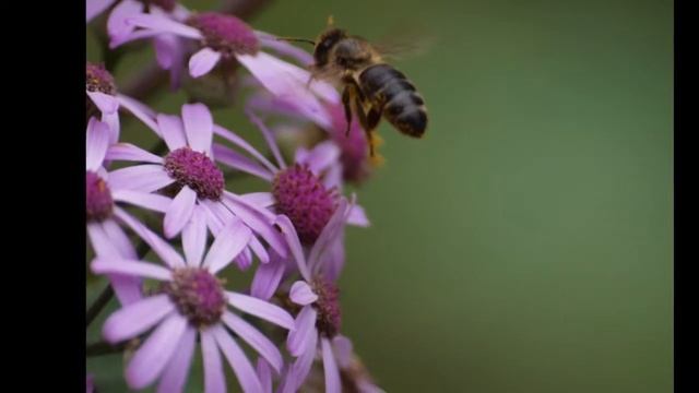 Abejas - Olympus E-420 смотреть онлайн