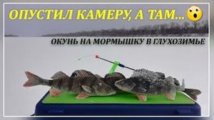 Окунь на мормышку в глухозимье. Опустил камеру, а там...Ловля окуня на мормышку.Рыбалка 2022..