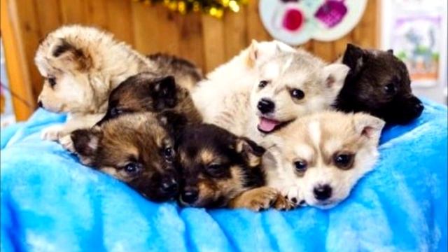 Собаку привязали к столбу, а рядом бросили корзину с щенками