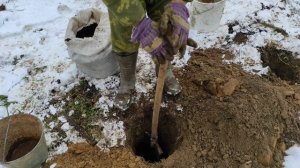 Как быстро приготовить и заложить яму для посадки винограда с арготическими удобрениями на 5 лет.