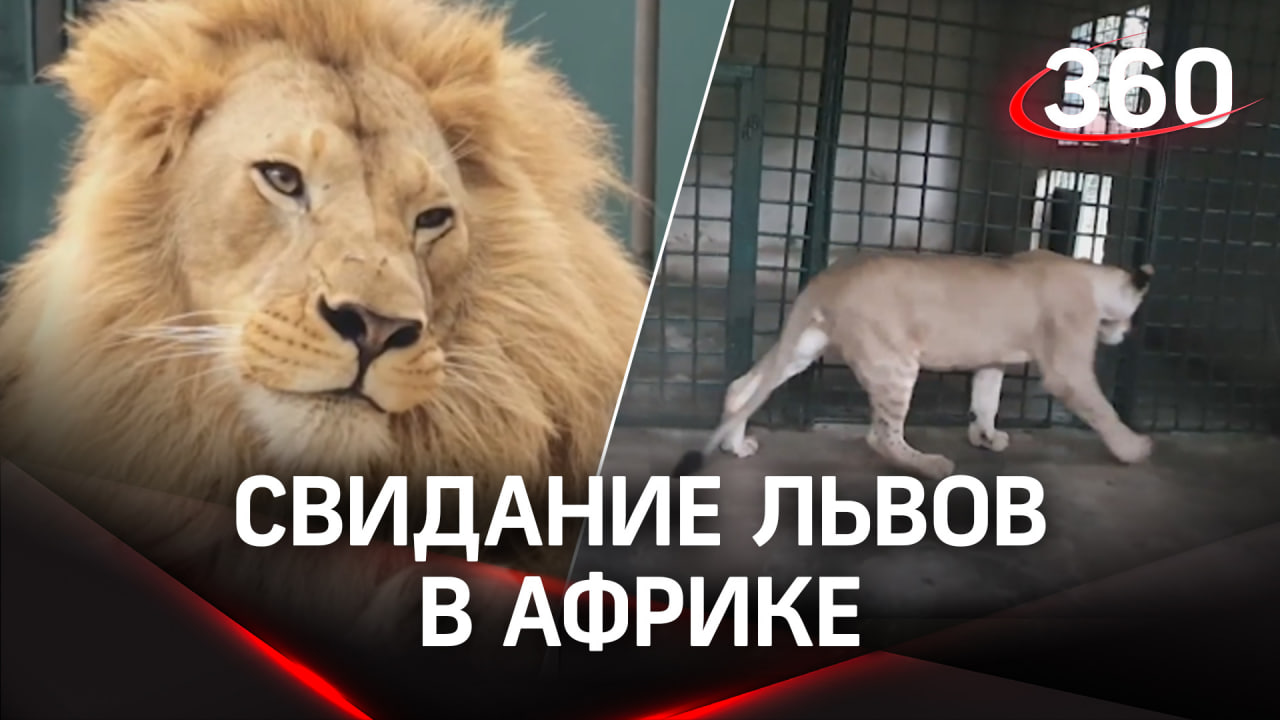 Любовь в Африке: у льва Симбы из России свидание с прелестной Фионой