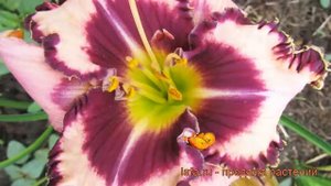 Лилейник гибридный Пёпл Флейм (hemerocallis) ? обзор: как сажать, саженцы лилейника Пёпл Флейм