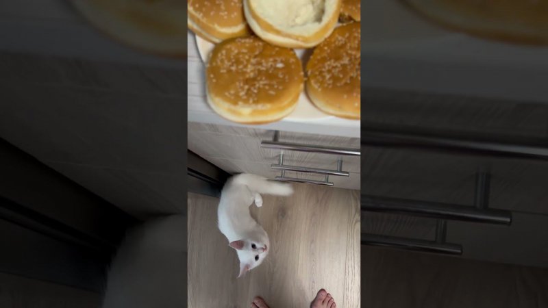 Любительница котлет #funny #мем #юмор #sport #motivation #food #спорт #cat #котята #cute