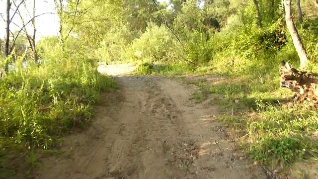 Выводок черной кряквы