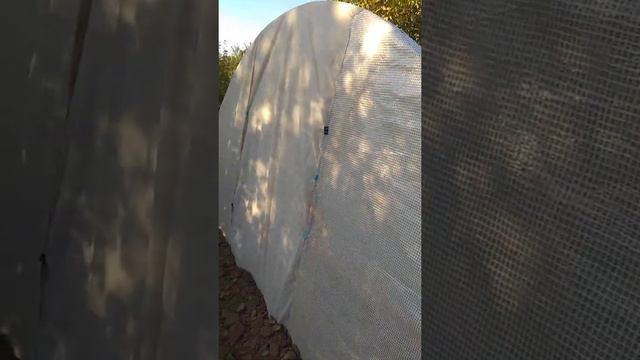 Дела тепличные в октябре2020,готовлюсь к зиме.Эустома и петуния с  которыми иду в .зиму смотреть онлайн