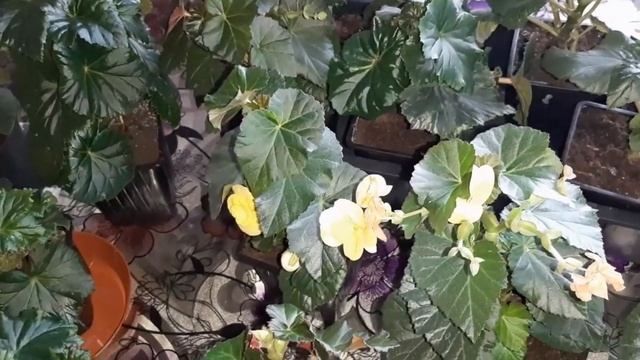 Мой уход за бегонией ЭЛАТИОР смотреть онлайн