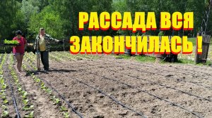 Весь ТАБАК высадили. Срочно убрали РАССАДУ из ПАРНИКА. Наша жизнь в деревне