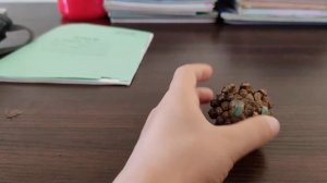 Как сделать домашниго питомца для енота?