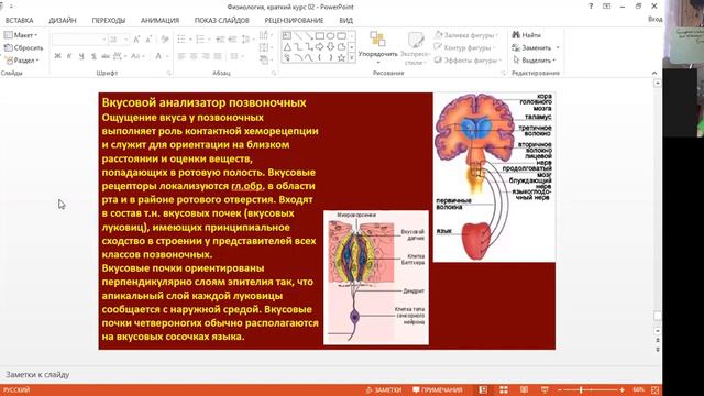 запись урока биологии, 8 класс: Сенсорные системы осязания, температуры, боли, вкуса, обоняния