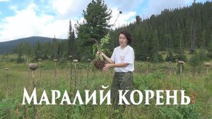 Маралий корень. 04