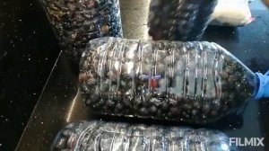 КАК СОЛИТЬ МАСЛИНЫ В ДОМАШНИХ УСЛОВИЯХ , Я ЭТО СДЕЛАЛА ??