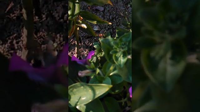 Мотылёк колибри. смотреть онлайн