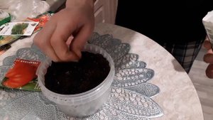 Сибирская серия томаты:Краса Сибири, Мечта Великана, Алтайский богатырь, выращивание рассады и обзо