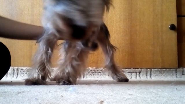 Как научить собаку команде лежать. Выпуск2 смотреть онлайн