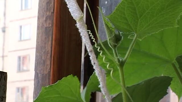 Движение стебля огурца / Movement of the stem of the cucumber смотреть онлайн