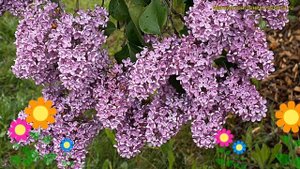 Сирень обыкновенная леонид леонов. Краткий обзор, описание характеристик syringa vulgaris