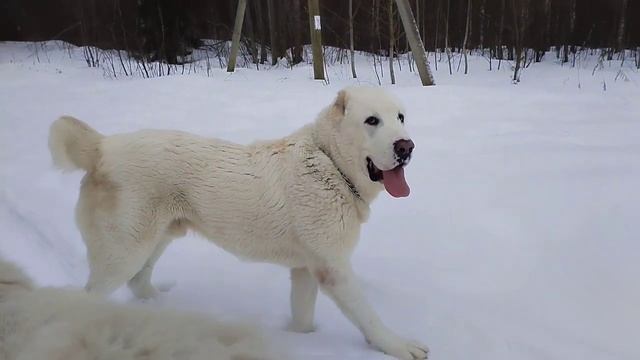 Все о здоровье шерсти САО.