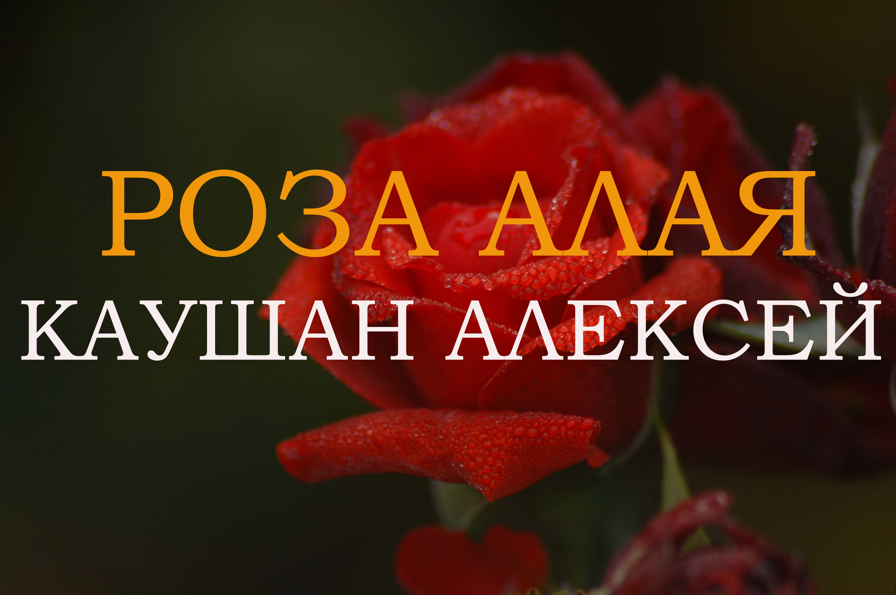 Алые розы клипы. Караоке алые розы. Миллион алых роз караоке. Караоке алые розы. Миллион алых роз караоке со словами.