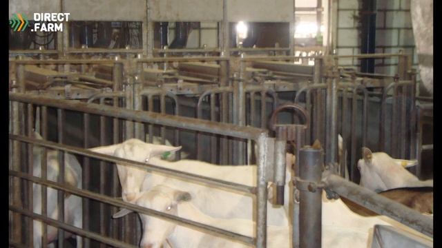 Проектирование козьих ферм. Оригинальные решения смотреть онлайн