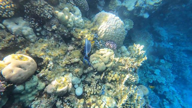 Hotel Renaissance Sharm El Sheikh Golden View Beach Resort смотреть онлайн