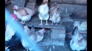 Куры породы Загорская Лососевая.