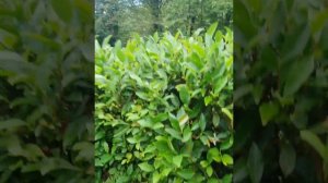 Первая плантация краснодарского чая в Сочи.