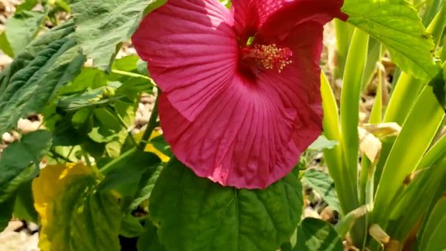Hibiscus moscheutos ? ? ? смотреть онлайн