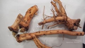 Сушим корни одуванчика - Лакомство для кролика (трава, dandelion root)