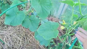 Урожай профи огурцов // Клеща не нужно лечить, нужно профилактировать! // С.Х.У