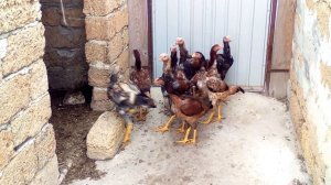 Подрощенные цыплята дакана. Dakan chickens.