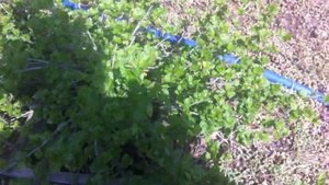 Оленка мохнатая и как с ней бороться