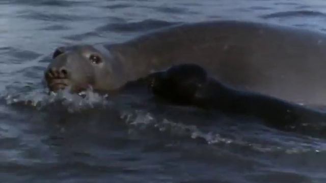 9 - Одиссея Жака Кусто - Возвращение морских слонов смотреть онлайн